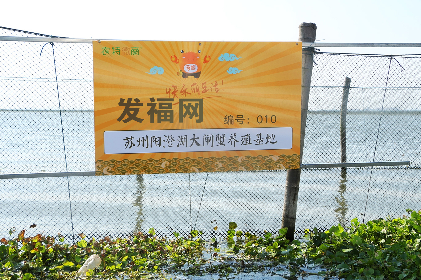 大闸蟹图.jpg